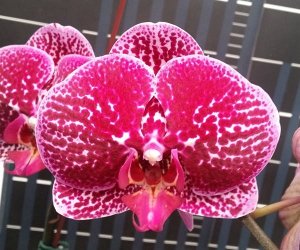 Phal. Miki Red Coral '71' 