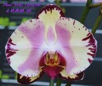 Phal. Miki Tipsy&#039;86&#039; Mericlone (Color instability)