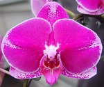 Phal. OX Spot Queen &#039;OX 1460&#039; AM/AOS MC