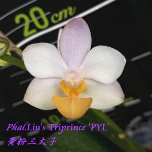 Phal. Liu's Triprince 'PYL' 