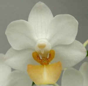 Phal. Liu's Triprince 'yellow Lip' MC