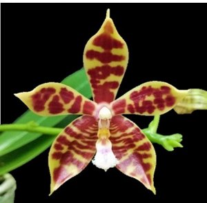 Phal. mannii ? Phal. tetraspis 