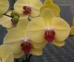 Phal. Mei Dar Yellow (MC) 