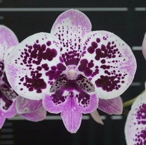 Phal. Miki Dancer '14' MC