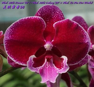 Phal. Miki Dancer '56' (= Phal. Miki Galaxy '69' ? Phal. Yu Pin Fire Works) 