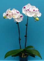 Phal. Miki Dancer &#039;Uranus&#039; 