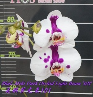 Phal. Miki Dark Orchid Light Beam '101' 