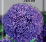 Астра Низкорослая Синий ковер +