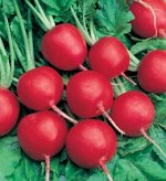 Редис Ризенбуттер  3,0 г (б/п с евроотв.)