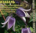 Клематис Бурый Изабель +