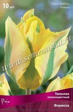 Тюльпан Формоза 11/12 10шт (Поиск)