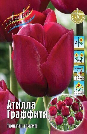 Тюльпан Атилла Граффити 11/12 7шт (Колорлайн)