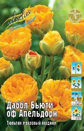 Тюльпан Даббл Бьюти оф Апельдорн 11/12 7шт (Колорлайн)