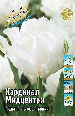 Тюльпан Кардинал Мидцентри 11/12 7шт (Колорлайн)