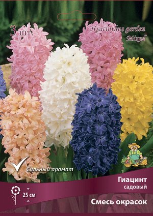 Гиацинт Смесь 15/16 3шт (Поиск)