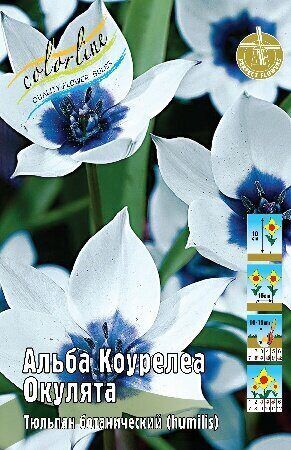 Тюльпан Альба Коурелеа Окулята 6/+ 3шт (Колорлайн)