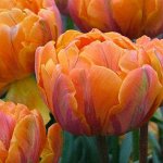 Тюльпан Колорлайн 6 шт в упаковке