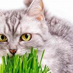 Травка для домашних питомцев — самое полезное лакомство🐈