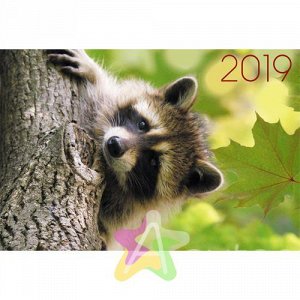 Календарь на 2019 год "Дикие животные. Любознательный енот" ККТ1911