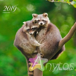 Календарь на 2019 год "Дикие животные. Пара енотов" КПКС1907