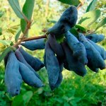 Ягодные кустарники (Добавили японские жимолости)