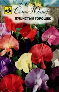 Душистый горошек Саввин цвет