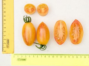 ПАРТНЕР Томат Котя F1 ( 2-ной пак.) / Гибриды томата с желто-оранжевыми плодами
