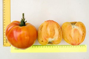 Агрофирма Партнёр ПАРТНЕР Томат Сокровище Инков F1 ( 2-ной пак.) Гибриды биф-томатов с массой плода свыше 250 г