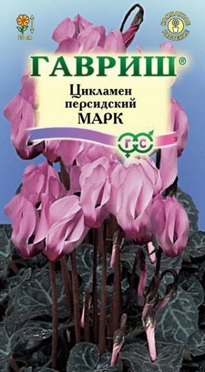 Цикламен Марк персидский* 3 шт. DH