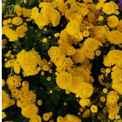 Распродажа цветов🌸 от Виктории. Платим сразу. (01. Плодово-ягодные ...