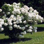 Калина Бульденеж