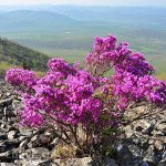 Рододендрон Сихотинский