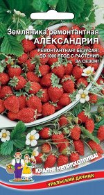 Земляника Александрия - ремонтантная