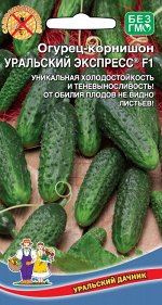 Огурец Уральский Экспресс® - корнишон F1