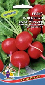 Редис 16 дневный