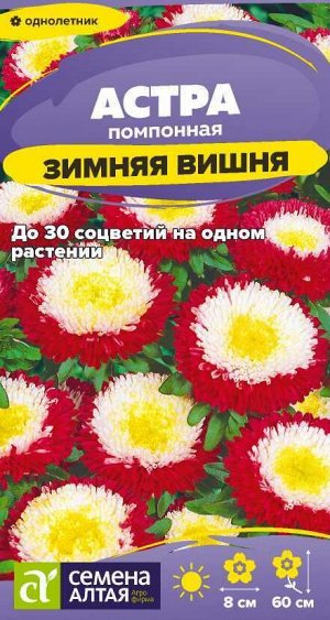 Цветы Астра Зимняя Вишня помпонная/Сем Алт/цп 0,2 гр.