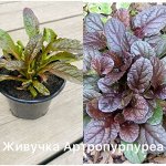 Живучка Артропурпупея