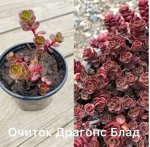 Очиток Драгонс блад