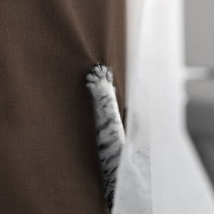 Шторы. Цвет: Шоколад