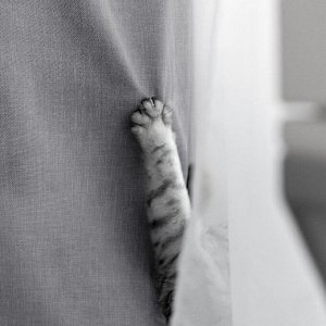 Шторы. Цвет: Базальт