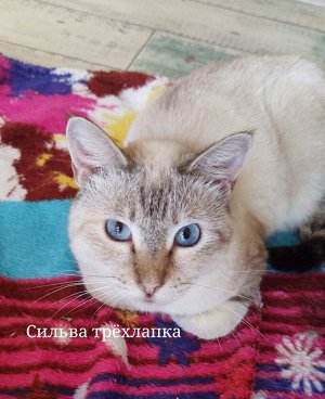 ВСЕГДА НУЖНЫ ПЕЛЁНКИ ! Для наших подопечных !