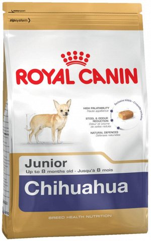 Chihuahua junior (чихуахуа юниор)