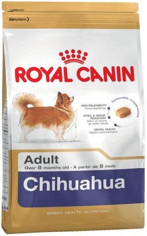 Chihuahua adult (чихуахуа эдалт)