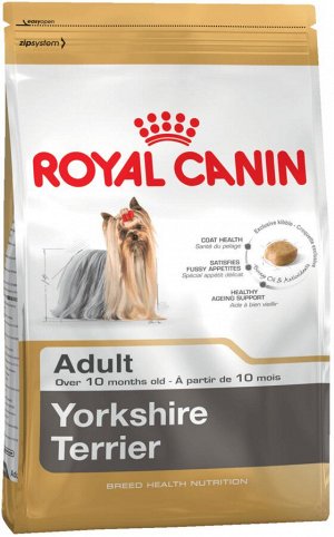 Yorkshire terrier adult (йоркширский терьер)