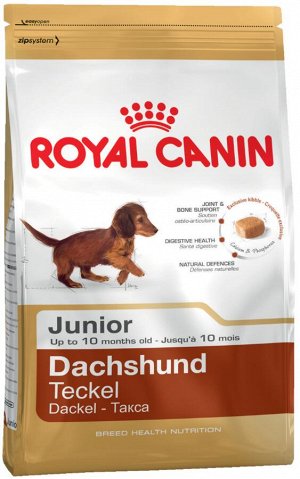 Dachshund junior (такса юниор)