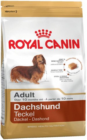 Dachshund adult (такса эдалт)