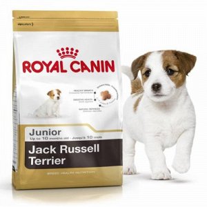 Jack russel terrier junior (джек-рассел-терьер юниор)