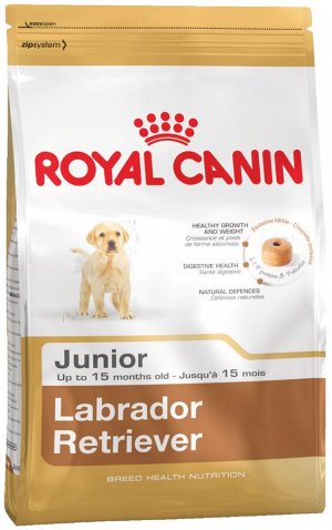 Labrador retriever junior (лабрадор-ретривер юниор)
