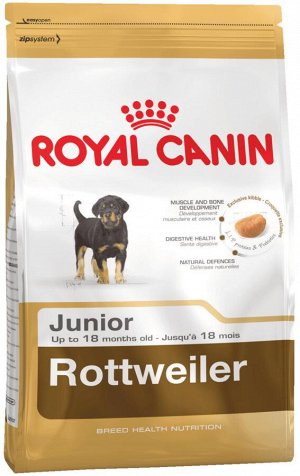 Rottweiler junior (ротвейлер юниор)