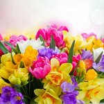 7 цветов. Луковицы осень! Тюльпаны, нарциссы, лилии